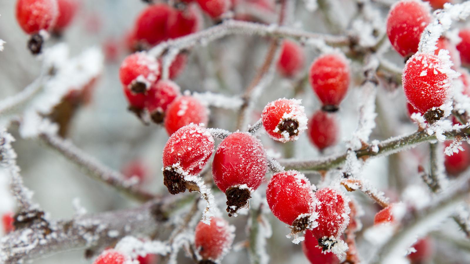 4 gesundheitsfördernde Wirkungen der Hagebutte